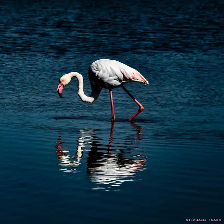 Grau Du Roi Avec Jardin Appartement