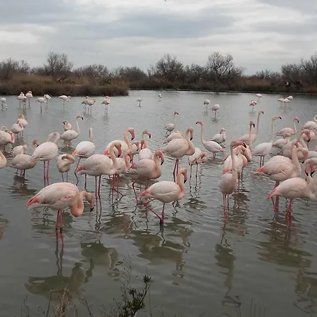 Grau Du Roi Avec Jardin Appartement *