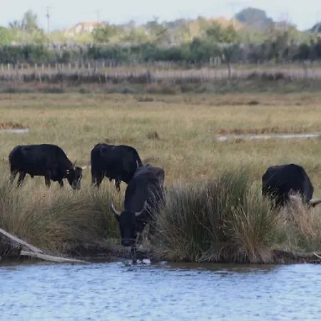 Apartamento Grau Du Roi Avec Jardin *