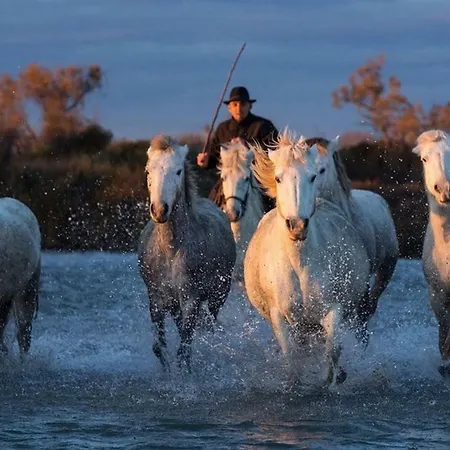 Grau Du Roi Avec Jardin Le Grau-du-Roi