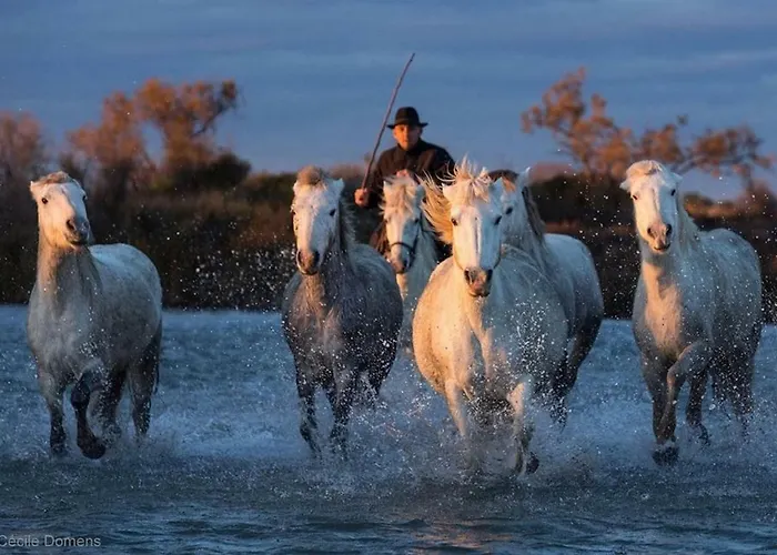 Grau Du Roi Avec Jardin Le Grau-du-Roi